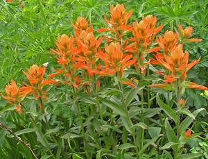 Castilleja miniata - Alchetron, The Free Social Encyclopedia