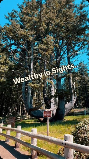 63 reactions | The Octopus Tree—where nature shows off. A coastal giant with branches that tell centuries of stories. #OregonCoast #OctopusTree #TravelPNW #NatureSpots #creatorsearchinsights #fyp | Ben Dandin | Facebook