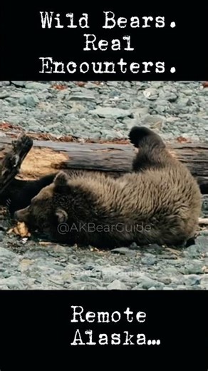 I Guide Brown Bears in Alaska — This Is My Channel #shorts