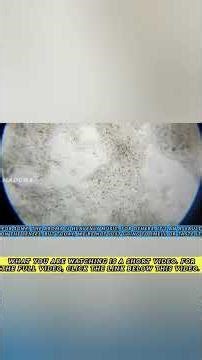 The Strange Science Behind Durian | Heat in the Body, War in the Nose, Sugar Bomb in the Blood