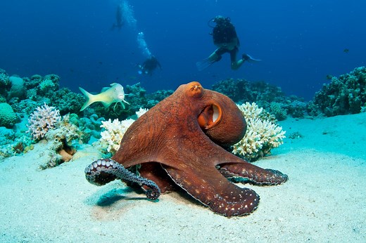 Octopuses ‘punch’ fish during hunting event