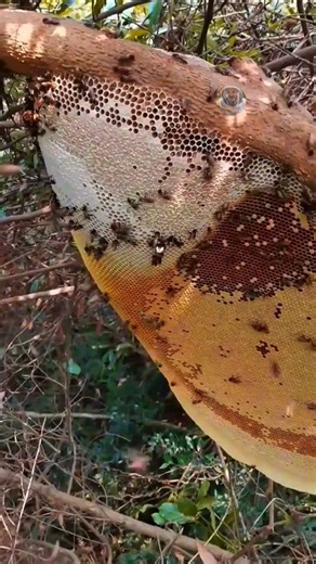 “Golden Honeycomb Cut from a Tall Tree – Nature’s Hidden Treasure!”#honey #satisfying #viral #shorts