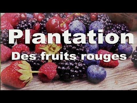 Plantation et Organisation - Des fruits rouges dans mon jardin