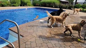 25 reactions | Fun at the pool with Echo, Finn, Pluto, Baxter, Merlin, Molly, Cali and Mabelline with deck supervision from Bella, Goldie and Sophie | Country Club Kennels and Training | Facebook