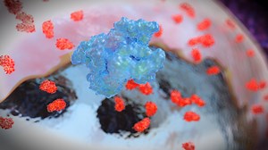 Cytonics - Developing the Cure for Osteoarthritis Through Novel Protein Engineering