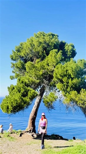 #amazing #amazingtree #beachmagic #beach #beachvibes