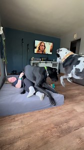 Watch out little human the big dogs are playing. #GreatDane #GreatDaneOwners #LapDog | Larry_the_great_dane