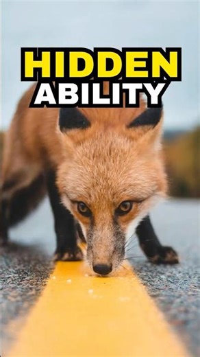 The Fox’s Secret Hunting Superpower! #shorts #foxes