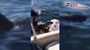 534K views · 4.1K shares | HIDE-AND-SEEK: A seal scrambled onto a boat off the coast of British Columbia to escape a group of orcas on the hunt. Eventually, the hungry whales took off and the seal swam to safety. | ABC World News Tonight with David Muir | Facebook