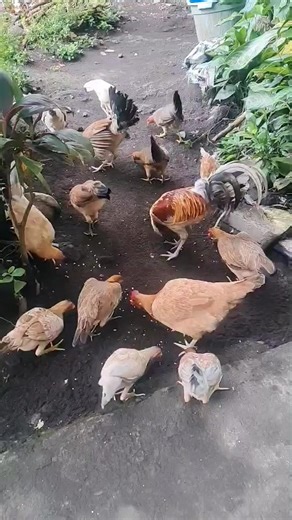 4.5K views · 18 reactions | Philippine native chicken strains include the Basilan of Mindanao, Darag of Western Visayas, Camarines of Bicol Region, Paraokan of Palawan, Bolinao of Pangasinan, and the Banaba of Batangas. Banaba originated from Bauan and Batangas City of Batangas province and considered as a popular strain together with Paroakan #reelsviralシ #reelschallenge #farmmanagement #livestockconservancy #organicfarming #sustainableliving | Cyan & Jiyah Free Range Chicken | Facebook