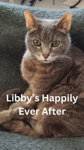 At one point, Libby was our longest resident at the cattery. She was overlooked time and again. Then one day her special humans came along.....and the rest is history. Libby is now 18 and has never been more loved 😻 #adoptaseniorpet #catsofthesunshinecoast #catsofinstagram #permanentfoster #4pawsanimalrescue #FeelGoodFriday | 4 Paws Animal Rescue Inc