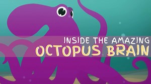 Why the octopus brain is so extraordinary and why it makes them so special