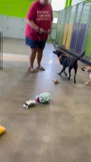Real Good Dog Rescue on Reels
