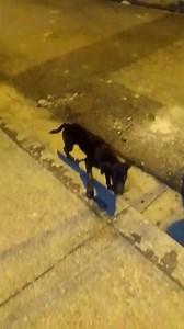 1K views · 45 reactions | Nos piden publicar 梁 URGENTE PERRITO...