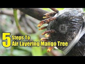 Mango Tree: 5 Steps To Air Layering Mango Tree