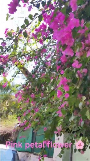 pink petal flower 🌷#flowers#goodvibes