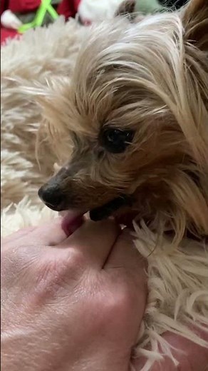 Morning kisses from Murphy the micro teacup Yorkie #teacupdogs #doglife #dogkisses #cute #tinydog