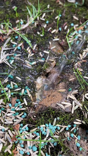 The 1 Spring Task That Makes ALL the Difference. #LawnCare #Spring #LawnAeration #SpringLawnCare#rifpod