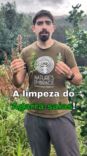 30K views · 5.7K reactions | O Agarra-saias (Galium aparine), também conhecido por Amor-de-hortelão é uma planta rasteira que é fácil de distinguir pelo seu caule quadrado e por ter muitos pelinhos que se agarram tanto à roupa como à pele  | Nature's Embrace | Facebook