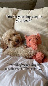 I’d give my dog all my inheritance if I could.. #goldendoodle #goldendoodlesofinstagram #dogsofinstagram #doodlesofinstagram #puppy #doodle #goldendoodlepuppy #dog #puppylove #puppiesofinstagram #dogs #doodlesoftheworld #minigoldendoodle #goldendoodles #doodles #doodletales #goldenretriever #doodlelove #goldendoodlelove #doglife #goldendoodlesofinsta #dogstagram #dogoftheday #f #puppies #puppylife #goldendoodlesofig #doodlepuppy #labradoodle #daily | Hudson the Doodle Bear