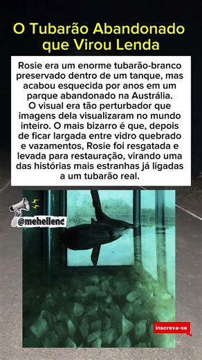 Tubarão Abandonado que Virou Lenda