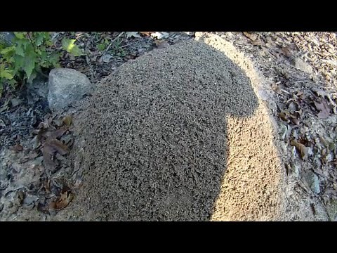 Disturbing a Huge FIRE ANT Mound! - Neuse River Trail, Clayton NC - Oct. 25, 2014