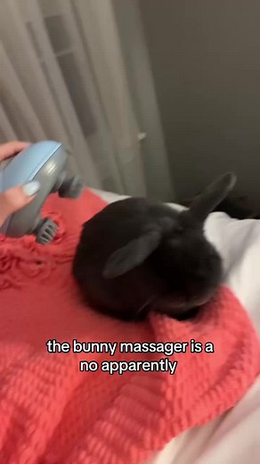 Funny Bunny Videos That Make You Laugh