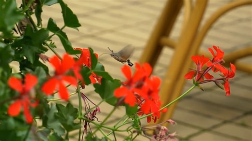 Hummingbird Moth Nectar Pollen Free Stock Video