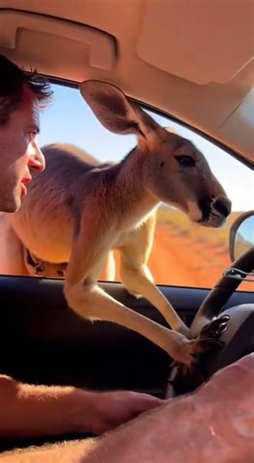 Rescuing a Desperate Kangaroo and Joey from a Dangerous Trap #wildlife #rescue #kangaroo