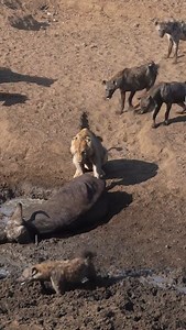 63K views · 410 reactions | Animal Planet TV on Reels | Facebook