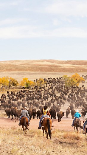 2.3K views · 13 reactions | Feel the thunder of bison on the move at Custer State Park’s annual buffalo roundup. Ride along with editor-in-chief @kyleekriz for a thrilling look at last year’s event. This year’s roundup starts September 28. Read more at the link in our bio! 怜 . . . @travelsouthdakota @visitcustersd #buffaloroundup #midwestliving #bison #cowboy #midwesttravel #southdakota #custerstatepark | Midwest Living | Facebook