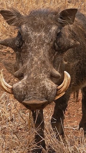 The male warthog’s face is built for survival. Those thick, fleshy warts aren’t blemishes, they’re natural armor, protecting him from the tusks of rival males during fierce battles for dominance. His curved tusks can slice through brush or defend against predators, while his eyes sit high on his head, letting him keep watch even when he’s down on his knees grazing. Every ridge and scar across that face tells the story of a fighter perfectly adapted to the wild. #discoverafrica #AfricanSavanna #W