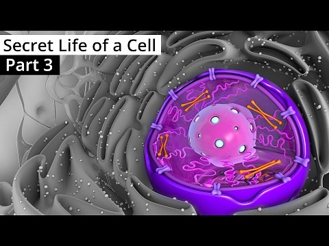 The Secret Life of a Cell, Part 3 - The Nucleus