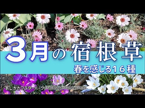 [Gardening] Flowers that bloom in early spring in early March! Introducing 16 perennial plants th...