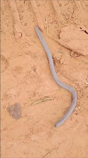 VOCÊ SABIA: COBRA CEGA É ANFÍBIO