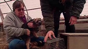 Watch Breed All About It Season 6 Episode 1 - Border Terrier