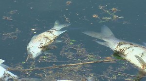 Massive trail of dead fish flows into Ohio River following Jim Beam warehouse fire