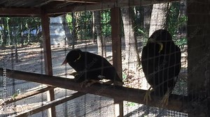Gracula religiosa, The myna birds have a common habitat in South Asia and Southeast Asia. Has the ability to imitate human voices like a parrot Therefore popularly raised as a pet.