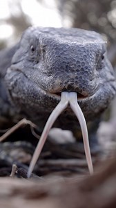 1.7M views · 5.5K reactions | Monitor Lizard Showing its Long Tongue Wincent SNGk2 #wildlife #nature #lizard | HAWI Studios | Facebook