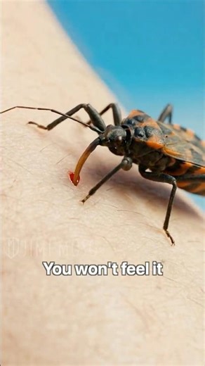 Deadly Kissing Bug Poop?! 💀🪲 #ChagasDisease