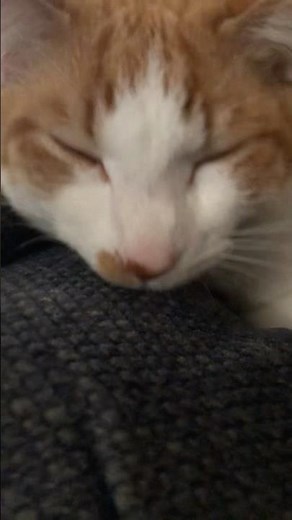 Bobbing head cat#meme#cat