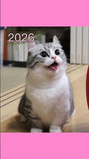 The Ultimate Glow-Up of Famous Meme Cats! 🐈✨