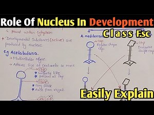 Role Of Nucleus In Development | Acetabularia | Chapter Growth And Development | Class 12 Biology