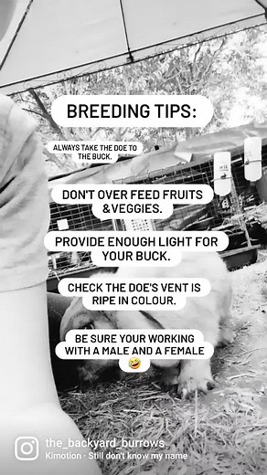 JUST SOME OF THE MANY BREEDING TIPS I'LL BE SHARING WITH YOU THIS WEEK. Ask me below any questions you have in the comments, and I would love to hear any tips anyone has to share with me ☺👍 #breedingtips #rabbitbreeding #doe #buck #minilops #minilopsofinstagram #breedingtipsweek #tipsandtricks #rougeandi