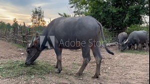 A herd of buffalo is traveling, Group of Thai buffalo running, Herd of buffalo walk dawn from slope in evening light