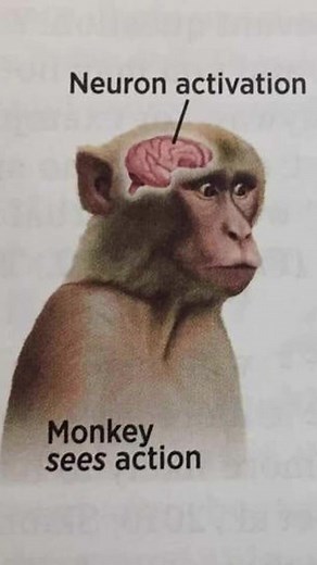 Monkey Neuron Activation: A Meme Compilation