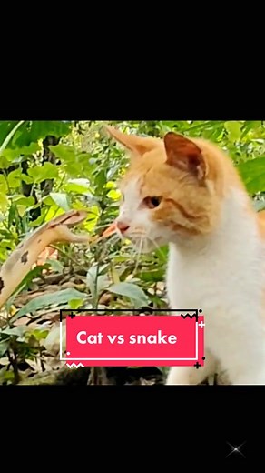 Cat Slapping Snake: Hilarious Wildlife Encounter Caught on Camera