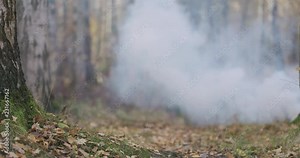 Slow motion white smoke spreads in autumn wild park with birch trees low angle