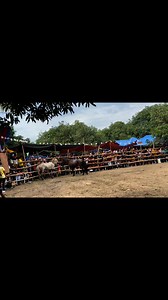 Grabi jud Ang kalipay nga gihatag ni Milo.. Thank you Lord ☝️. #fypシ゚ #foryoupageシ #virals #everyone #highlights | Kimberly Maravillas