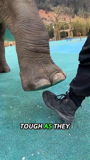 The Truth About Elephant Feet! 🐘🤯